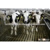 Pregnant Holstein Heifers and Other Dairy Cattle