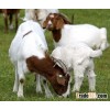 Live Boer Goats For Sale