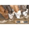 live stock cattle