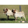Healthy Boer Goat Saanen Pygmy Anglo Nubian Angora Goats