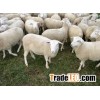Live Awassi sheeps For Sale.!!