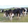 Dairy Pregnant Holstein Heifers
