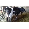 Pregnant Holstein Heifers For Sale