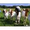 Live Boar Goats/ Live Simmental Goat/Live Senean Goat Pregnant Goat