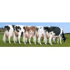Pregnant Holstein Heifers/Live Holstein Heifers for sale