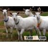 Live Goat, sheep, Lamp Ram for sale at very good prices
