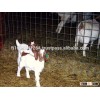Live Boer Goats, Sheep and Cows..
