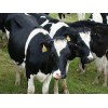 Boer Goats, Holstein heifers, Cows, Camels, Sheep for sale