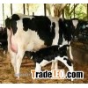High Quality Live Dairy Cows and Pregnant Holstein Heifers FOR SALE