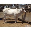 Brahman Cows For Sale