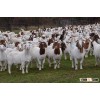 100% Full Blood Boer Goats/ Live Sheep/ Cattle/ Lambs