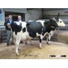 High Quality Live Dairy Cows and Pregnant Holstein Heifers Cows For sale