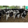 Calves/Heifers, Cows and Bulls of Various Breeds