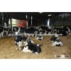 Healthy cows and Pregnant Holstein Heifers