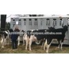 Grade A Live Dairy Cows and Pregnant Holstein Heifers or sale
