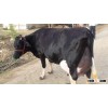Healthy cows and Pregnant Holstein Heifers
