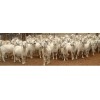 Kiko Goats for sale!!