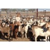 Live Australian Goat Boer For Sale