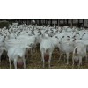100% Full Blood Boer Goats, Live Sheep, Cattle, Lambs and Cows Ready for Export