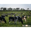 Holstein Heifers/Jersey/Brown Swiss/Awassi sheep and Boar Goats for sale