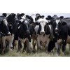 pregnant holstein heifer cows ,saanen goats ,boer goats
