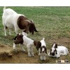 Live Boer Goats