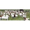 Live Boer Goat for Ramadan in Very Healthy Conditions