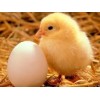 day old broiler chicks for sale