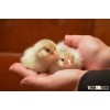 Day Old Broiler Layer Chicks