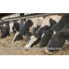 Animal Feed,Bone Meal,Corn Gluten Meal,Cotton Seed Meal,Fish Meal,Soybean Meal for sale now