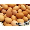 FARM FRESH CHICKEN EGGS / BROWN EGGS / FRESH BROWN TABLE EGG