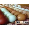 White and Brown Chicken Eggs