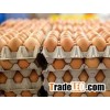 Farm Fresh Chicken Table Brown and White Eggs !! Top Grade.