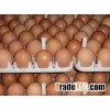 Fertile Hatching Chicken Egg/Fresh Chicken Table Eggs