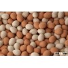 Best Quality Organic Fresh Chicken Table Eggs & Fertilized Hatching Eggs at affordable prices