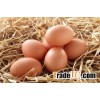 Fresh Farm eggs