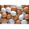Farm Fresh Chicken White Eggs for sale