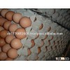 Fresh Brown/white Eggs