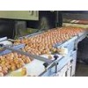 Grade A Brown Fresh Chicken Table Eggs