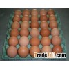 Fresh Brown and White Large Eggs