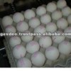 Fresh shell eggs