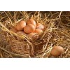 Fresh Chicken Brown and White Eggs. best price for sale..
