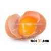 VIET NAM fresh brown chicken eggs
