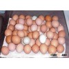 FRESH CHICKEN EGGS