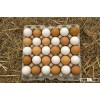 Fresh White Eggs