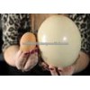 Fertile Ostrich freash eggs chicks feathers and shells