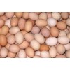 White/Brown Fresh Table Chicken Eggs
