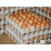 FRESH TABLE CHICKEN EGGS / BROWN TABLE EGGS / FRESH BROWN TABLE EGGS