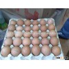 Broiler hatching eggs Cobb 500 and Ross 308