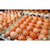 HIGH QUALITY CHICKEN EGG !!